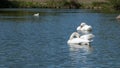 Pair of mute swans, preening their plumage on a pond. Royalty Free Stock Photo