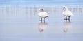 Pair of beautiful adult mute swans reflected into the frozen lake. Cygnus olor