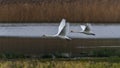 A pair of Mute Swans, Mute Swan, Cygnus olor in a flight over the water