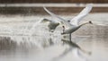 Off we go! A pair of mute swans taking-off. Royalty Free Stock Photo