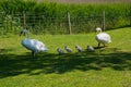 A pair of mute swans with their cygnets in a line Royalty Free Stock Photo