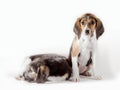 Pair of mutts puppy on a white background