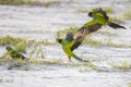 Nanday Conures Taking Flight From The Beach Royalty Free Stock Photo