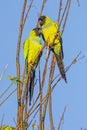 Pair of Nanday Conures In A Tree Royalty Free Stock Photo