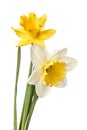 Pair of narcissus flower isolated on a white background Royalty Free Stock Photo
