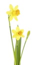 Pair of narcissus flower isolated on white background. Spring flowers Royalty Free Stock Photo