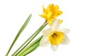 Pair of narcissus flower isolated on a white background Royalty Free Stock Photo