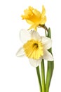 Pair of narcissus flower isolated on a white background Royalty Free Stock Photo