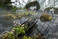 A pair of native canoes sit in a pond in the rainforest section of the Gardens by the Bay in Singapore.