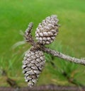 Pair of natural tenacious dry and weathered pinecones hanging together on a bare tree branch