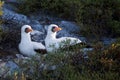 Pair of Nazca Boobies in the morning sun