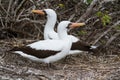 Pair of Nazca boobies Sula granti Genovesa Island, Galapagos Islands, Ecuador