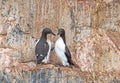 A Pair of Nesting Brunnichs Guillemots on a Cliff Face Royalty Free Stock Photo