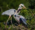 Pair of nesting Great blue herons in spring Royalty Free Stock Photo