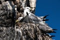 a Pair of nesting Kittywakes on a bird rock in the Pacific Ocean in Alaska