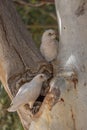 Male and female Little Corella\'s in the fork of a coolabah tree on Cooper Creek Royalty Free Stock Photo
