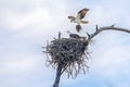 Pair Of Nesting Ospreys, Seahawks Building A Nest Royalty Free Stock Photo