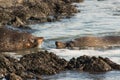 A pair of New Zealand fur seals