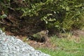 Pair of New Zealand Kea Parrots