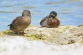 Pair of New Zealand Mallards Royalty Free Stock Photo