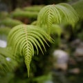 PAIR OF NEW ZEALAND SILVER FERN PLANTS IN THE TEMPERATE RAINFOREST