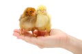 Pair of newborn chickens standing in human hand Royalty Free Stock Photo