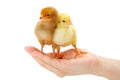 Pair of newborn chickens standing in human hand Royalty Free Stock Photo