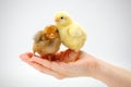 Pair of newborn chickens standing in human hand Royalty Free Stock Photo