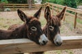 Pair of nice donkeys in a farm