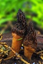 Pair nice and healthy specimen of Morchella conica or Black Morel mushroom in the forest Royalty Free Stock Photo