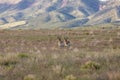 Pronghorn Antelope Bucks on the Utah Prairie Royalty Free Stock Photo