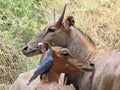 Nilgai aka Blue Bull and House Crow Symbiotic Relationship