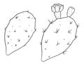 Pair of nopales or prickly pears in outlines for coloring, Vector illustration