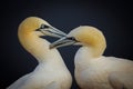 Pair Norhern gannet is taking care of each other Royalty Free Stock Photo