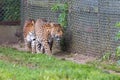 A pair of North Chinese Leopards