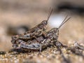 Pair of North Island Grasshopper