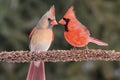 Pair of Northern Cardinals Royalty Free Stock Photo