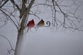 Pair of cardinals Royalty Free Stock Photo