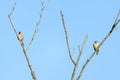 A pair of northern flickers Colaptes auratus sits in dead tree branches against a blue sky in Pennypack Park, Philadelphia, Penn Royalty Free Stock Photo