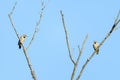 A pair of northern flickers Colaptes auratus sits in dead tree branches against a blue sky in Pennypack Park, Philadelphia, Penn