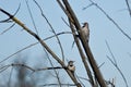 Pair of Northern Flickers Perched in a Tree