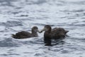 Pair Northern Giant Petrel, Macronectes halli Royalty Free Stock Photo