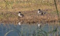 A pair of Northern Pintail Ducks Royalty Free Stock Photo