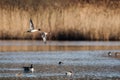 Northern Pintail, duck, Anas acuta. Royalty Free Stock Photo