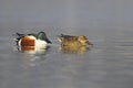 Pair of Northern Shoveler, Anas clypeata Royalty Free Stock Photo