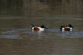 Northern Shoveler Spatula clypeata 1