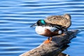 A pair of Northern Shovelers Anas clypeata resting on a log Royalty Free Stock Photo