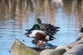 A pair of northern shovelers perched on the rock. Royalty Free Stock Photo