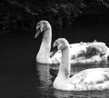 A pair of not quite swans / once ugly ducklings