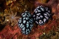 Pair of Nudibranchs Mating in Indonesia